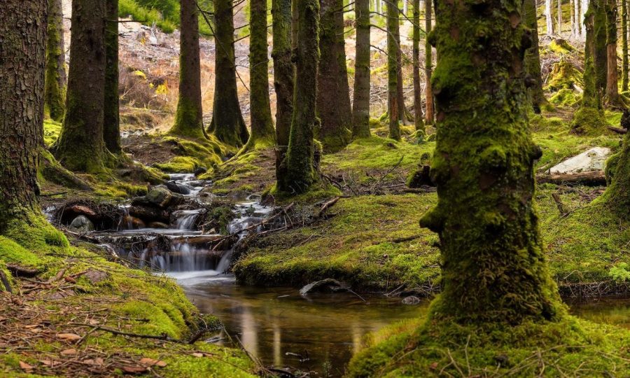 Spruce Forest Water Stream